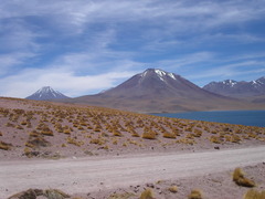 Festuca chrysophylla