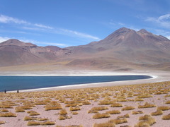 Festuca chrysophylla