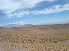 Festuca chrysophylla