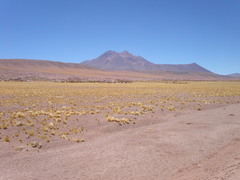 Festuca chrysophylla