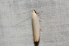 Scieropepla polyxesta