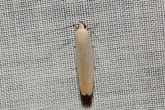 Scieropepla polyxesta