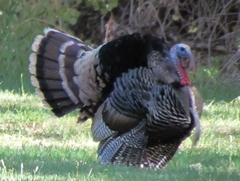 Meleagris gallopavo merriami