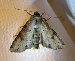 Apamea alia