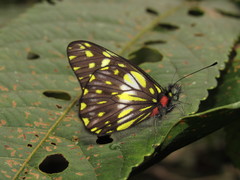 Catasticta sisamnus