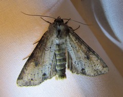 Apamea alia
