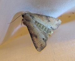 Apamea alia