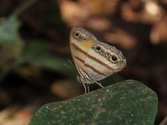 Cissia pseudoconfusa