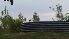 Pitangus sulphuratus