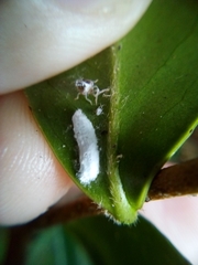 Pulvinaria camelicola