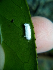 Pulvinaria camelicola