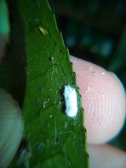 Pulvinaria camelicola