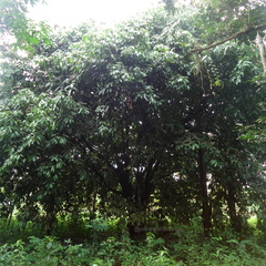 Bouea macrophylla