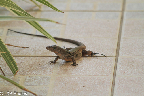 Delicate Ameiva, Holcosus leptophrys