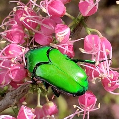 Ischiopsopha wallacei