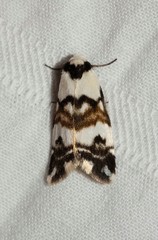 Thallarcha albicollis
