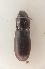 Trogossitidae