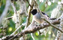 Stilpnia cyanoptera cyanoptera