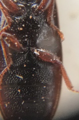 Trogossitidae