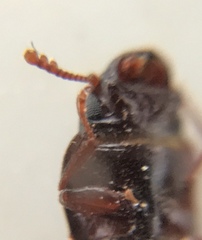 Trogossitidae