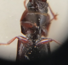 Trogossitidae