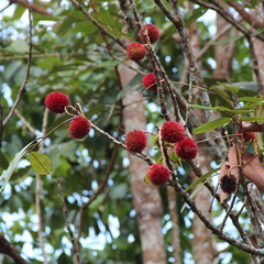 Nephelium cuspidatum