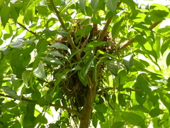 Pachyramphus polychopterus