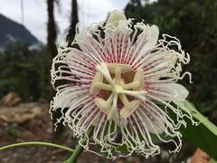 Passiflora nitida