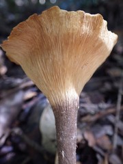 Pleurotus tuber-regium
