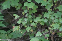 Ribes glandulosum