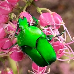 Ischiopsopha wallacei