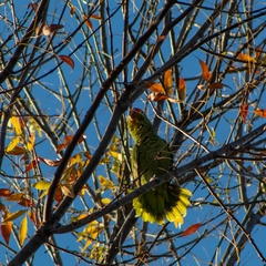 Amazona autumnalis