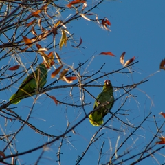Amazona autumnalis