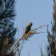 Amazona autumnalis