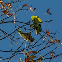 Amazona autumnalis