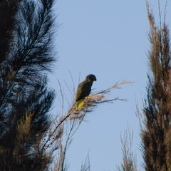 Amazona autumnalis