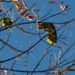 Amazona autumnalis