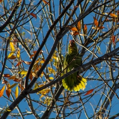 Amazona autumnalis