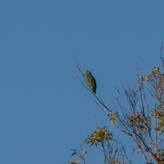 Amazona autumnalis