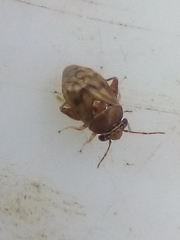 Coridromius chenopoderis