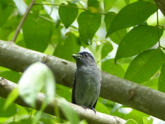 Pachyramphus polychopterus