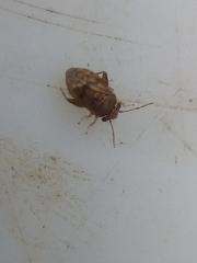 Coridromius chenopoderis