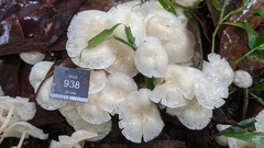 Marasmius pellucidus