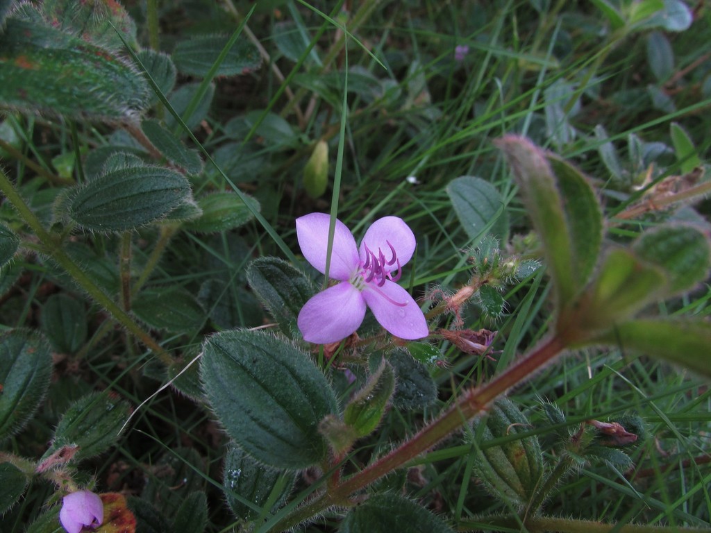 Comolia ovalifolia