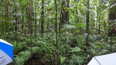 Marasmius pellucidus