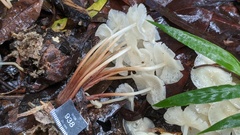 Marasmius pellucidus