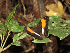 Adelpha phylaca pseudaethalia