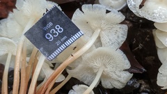 Marasmius pellucidus