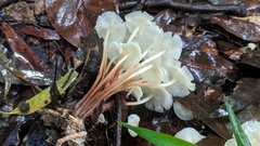 Marasmius pellucidus