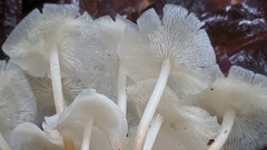 Marasmius pellucidus